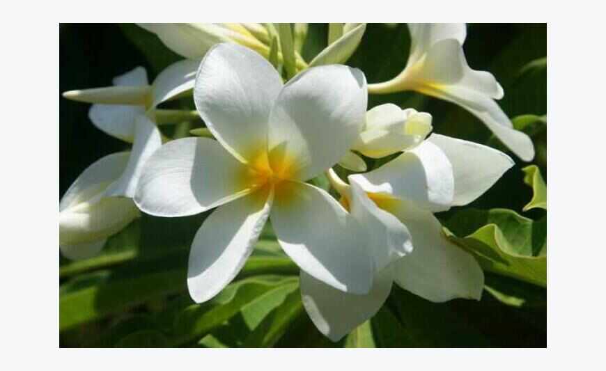 CASE very healthy trade of flowers