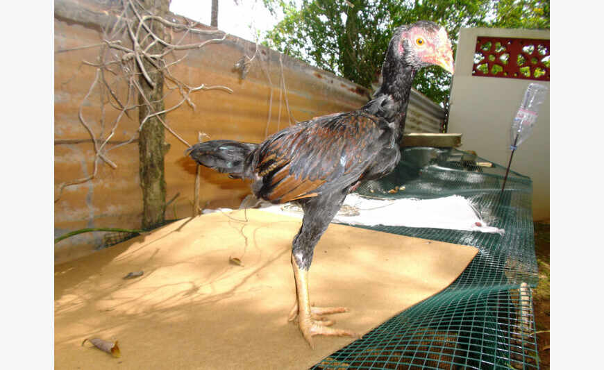 Coq Thailandais