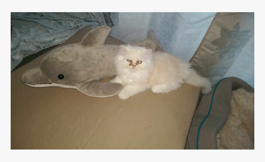 Chatons Persan Chinchilla