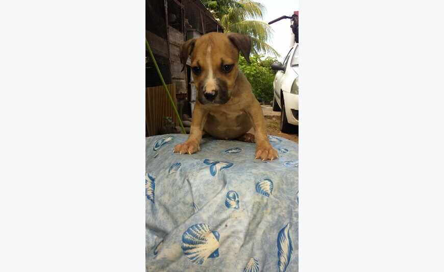 chiot american staff pure race au lof