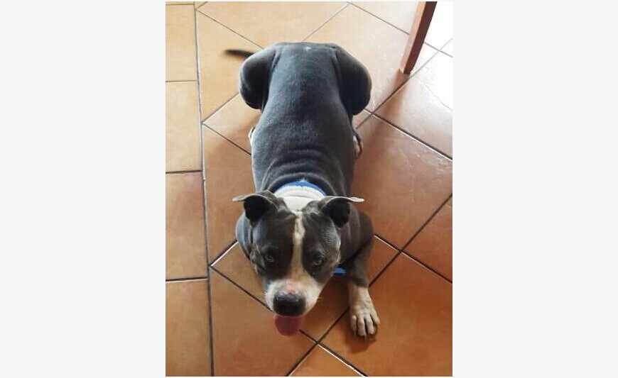 Chien Staff Perdu à Acajou - Récompense
