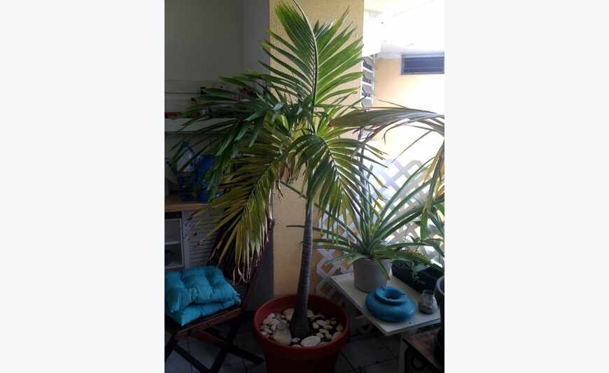 Plantas: palmeras, bambú, coco etc..