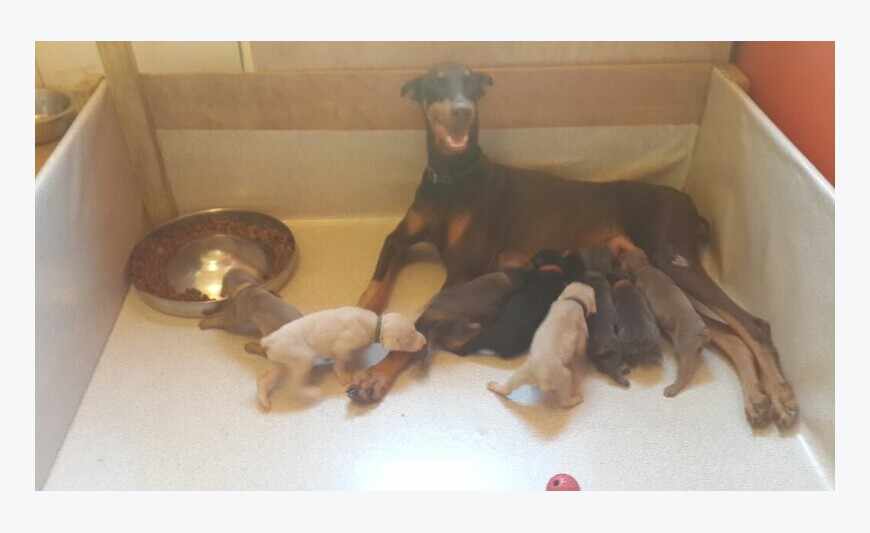 Chiots Doberman Pincher