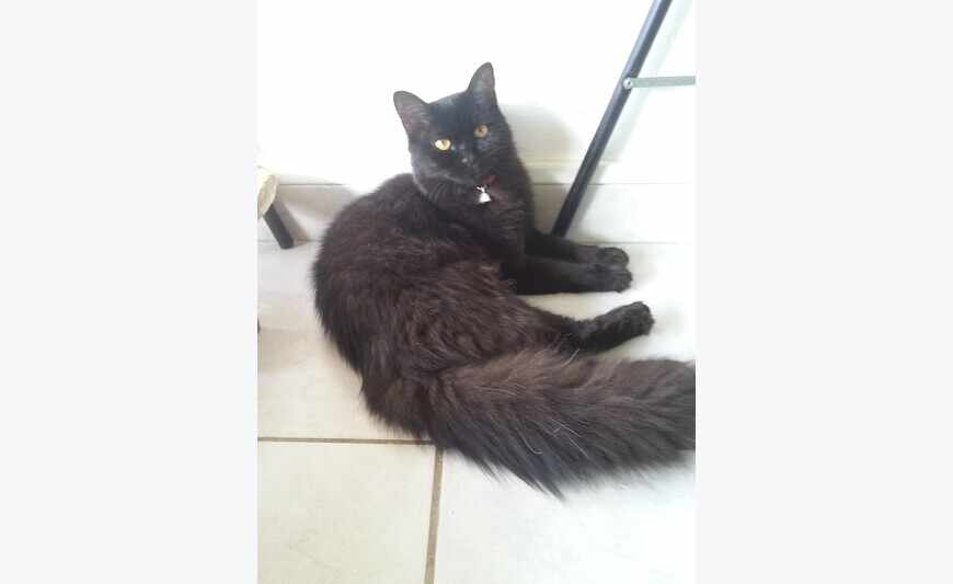 Chatons Angora Turc typés Persan