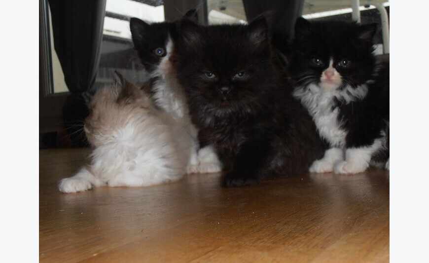Gatinhos angorá