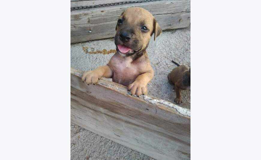 PitBull de raza pura.
