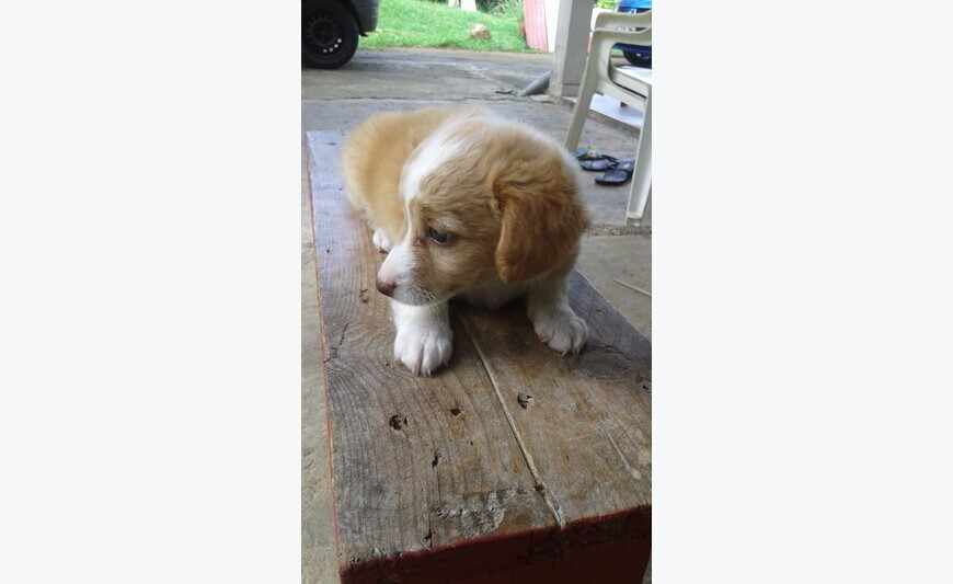 Petit chien