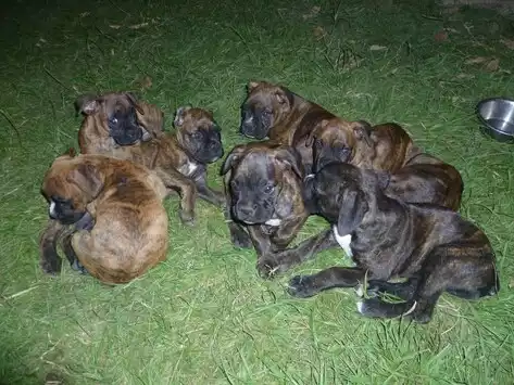 Chiots boxers