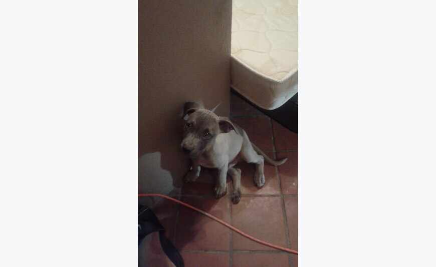 Chiot 4mois Pitbull AV