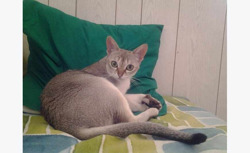 Chat rare Singapura (chat le plus petit du monde)