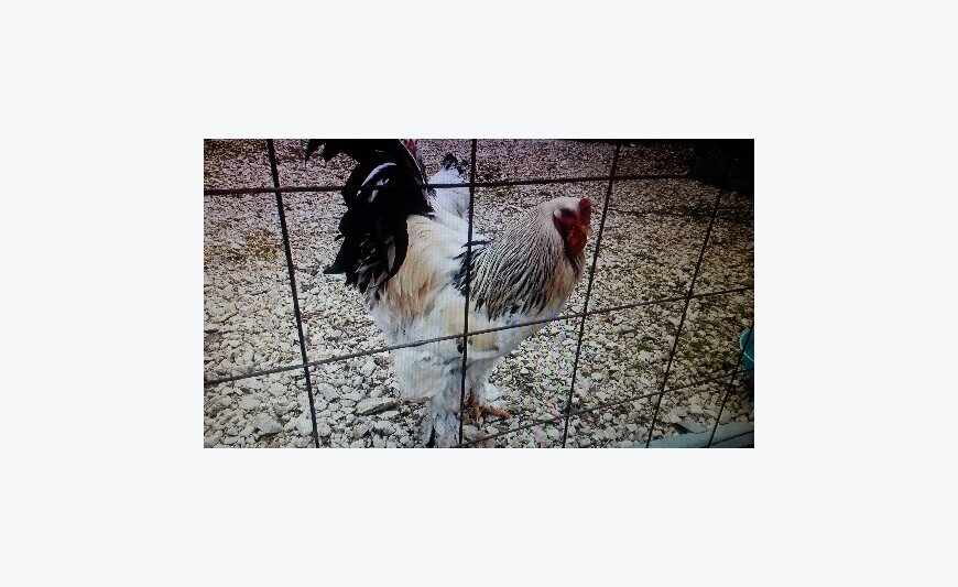 Oeufs fécondés de poules brahma, wyandotte, cochin