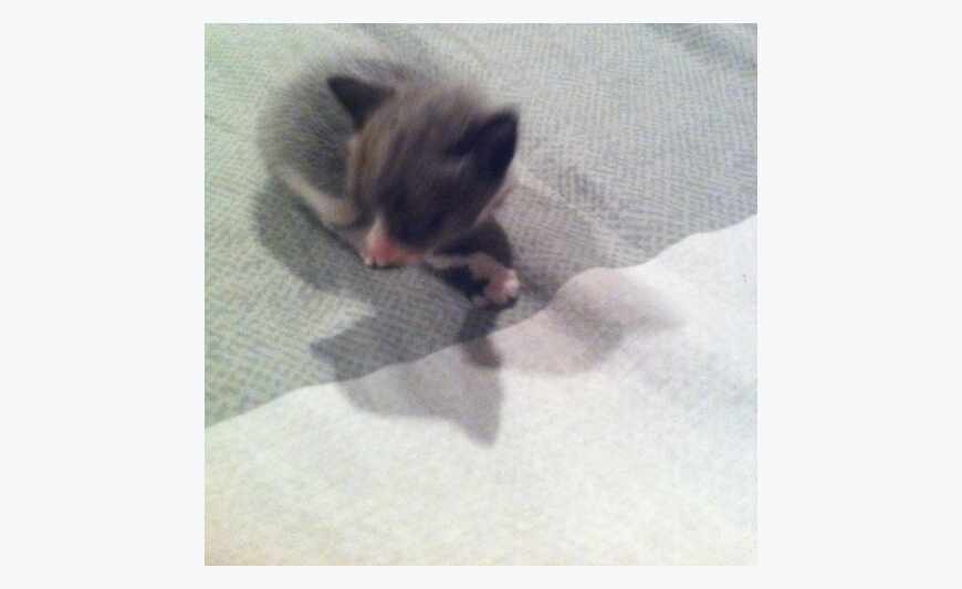 Angora kitten