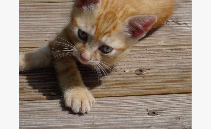 Adorable gatito rojo