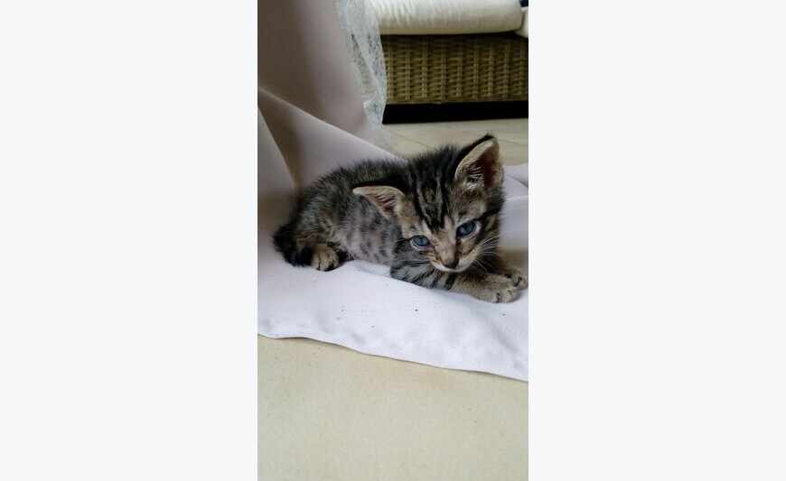 Bébé chaton a donner contre bon soin