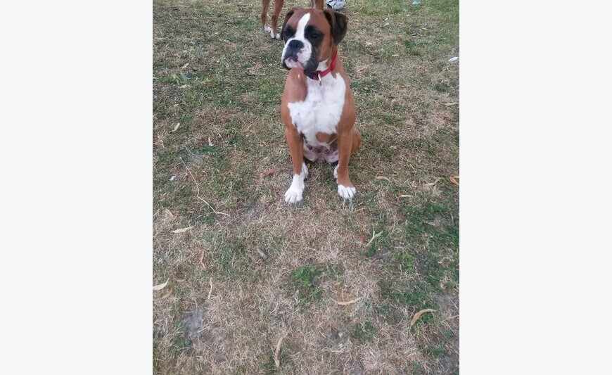 Cherche chien boxer pour saillie
