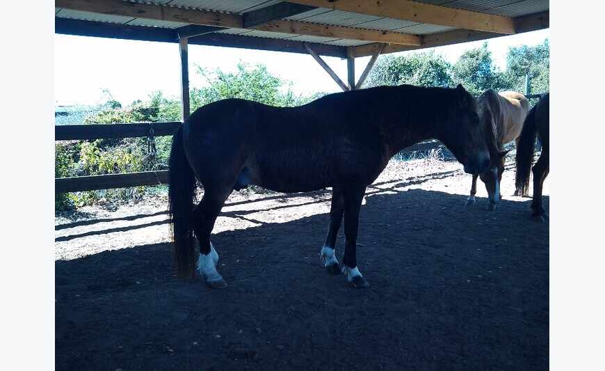 cavalier pour prendre cheval en demie penssion