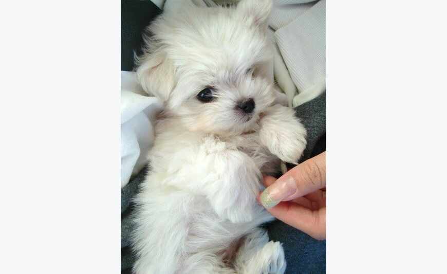 Recherche carlin ou bichon maltais
