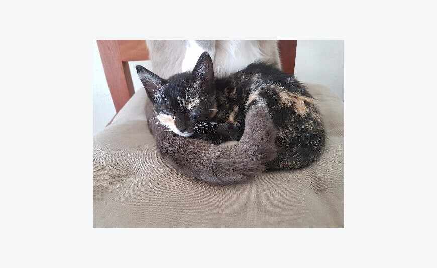 Donne petite chatonne