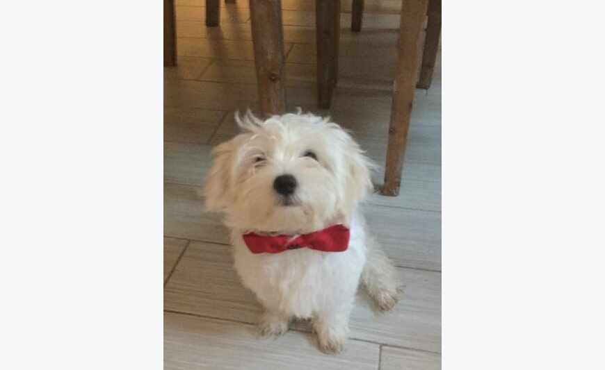 Chien bichon Mâle recherche femelle pour saillie
