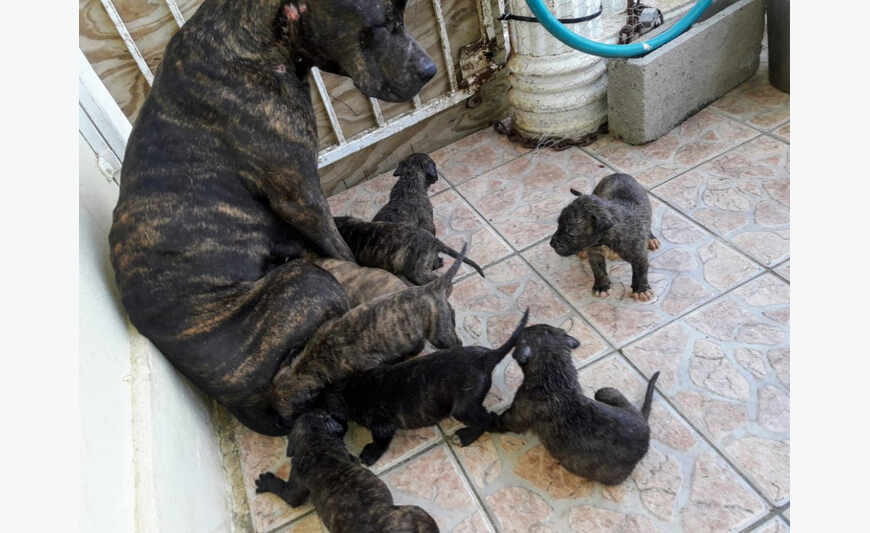 Chiots Pitbull