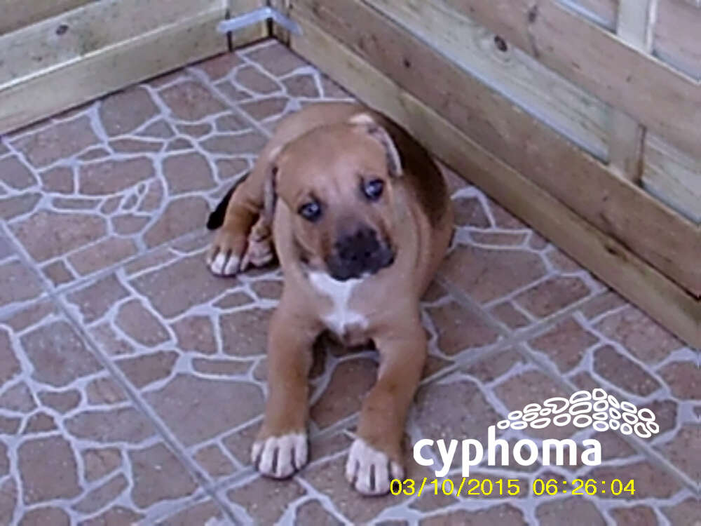 chiots croises bouledogue usa et beauceron