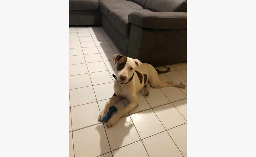 Cão americano da raça de Staf