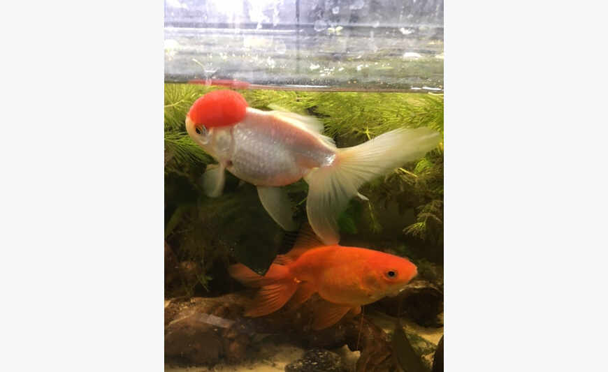 Gives red fish
