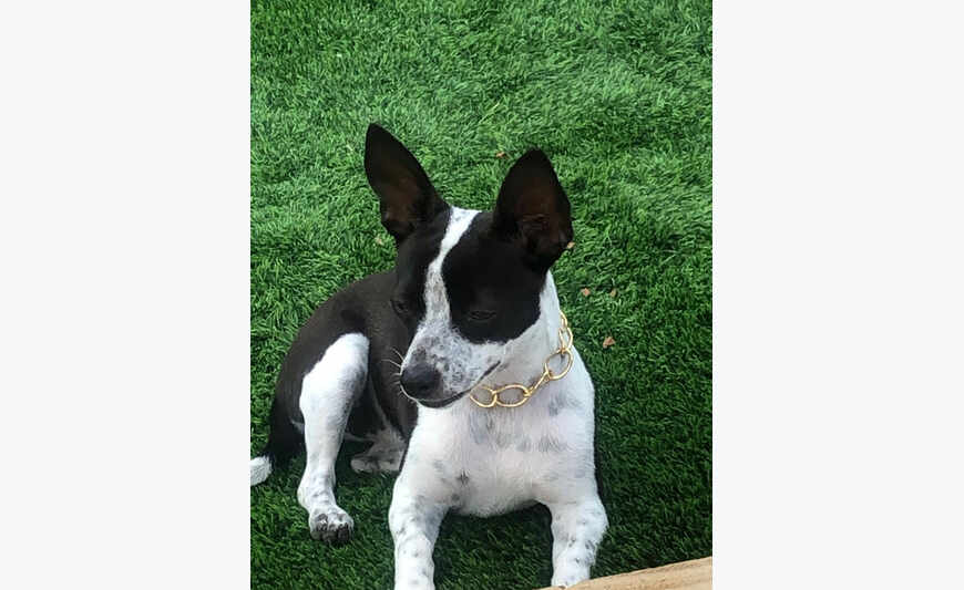 Perdu petit chien noir et blanc à grand case