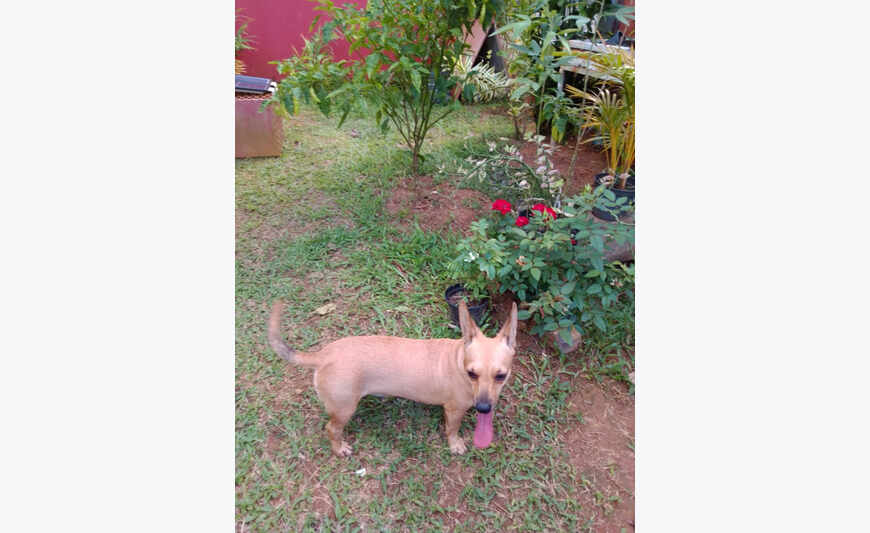 Chien croisé Chihuahua/ Teckel