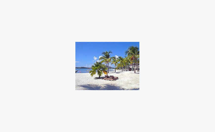 Large Studio ANSE MARGOT BAY NETTLE SXM