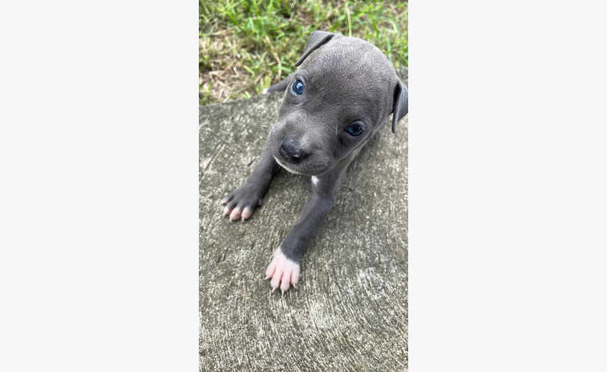 Chiots disponibles