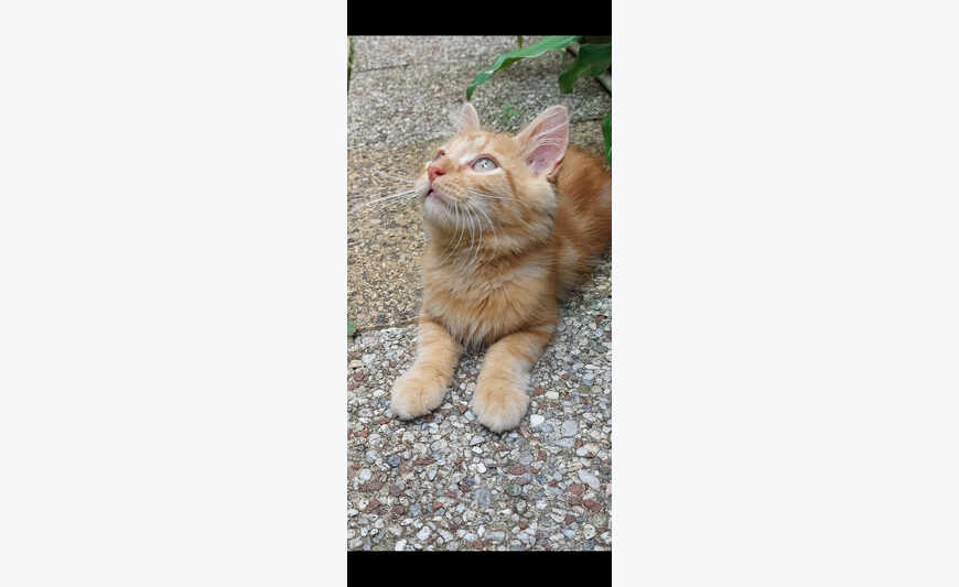 Chaton croisé Angora