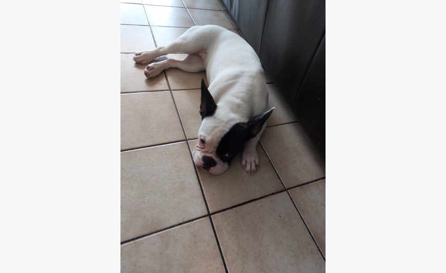 Chiots bouledogue français femelle noire et bl