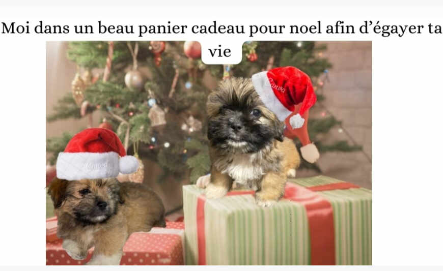 Adopter une compagnie 🎁