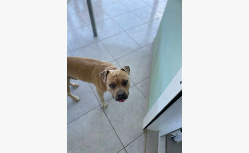 Magnifique Mâle Amstaff