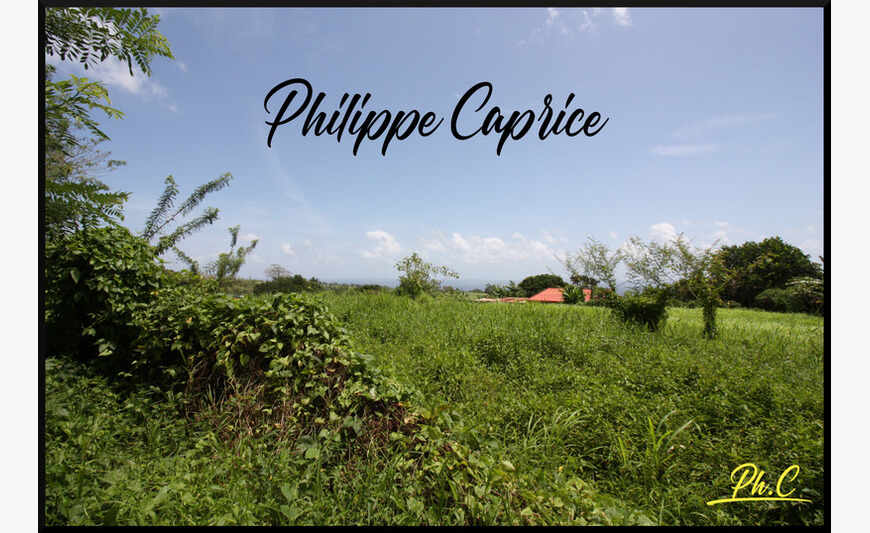 Basse Pointe terrain 10 000 m²