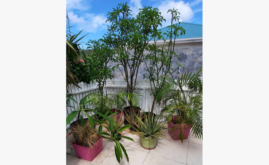 Batelada da planta