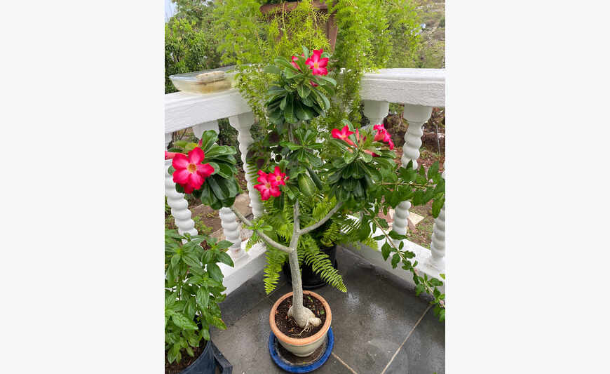 Plantes diverses