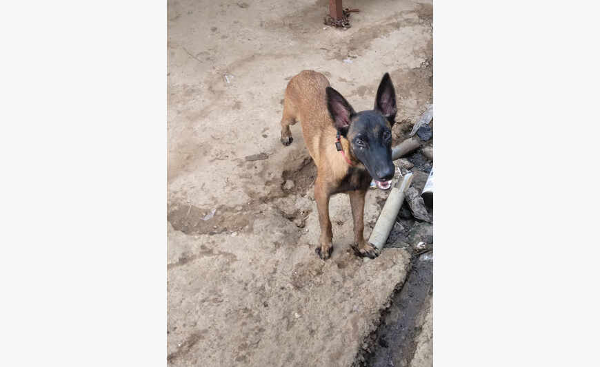 Filhote de Pastor Malinois Belga