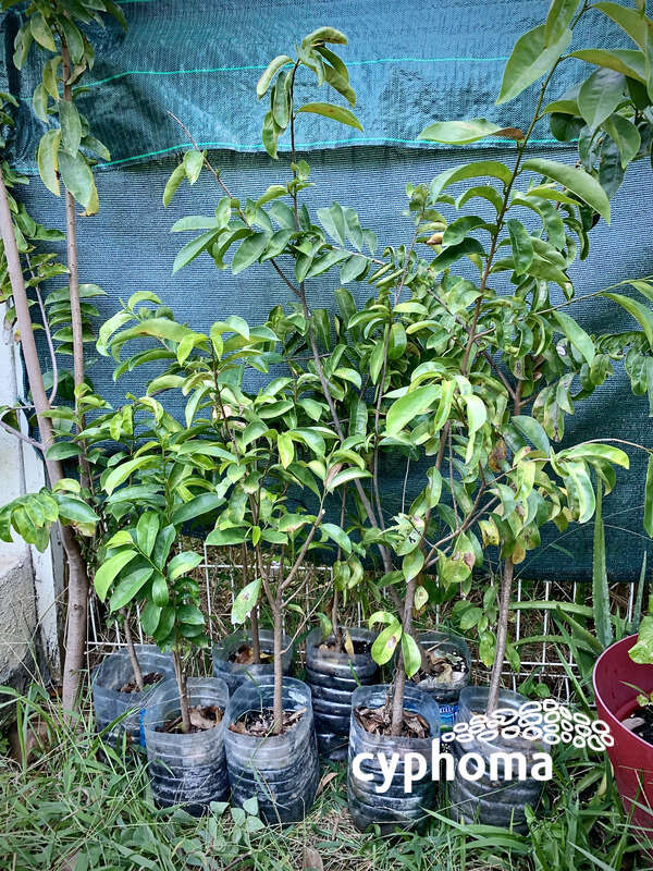 Plant de corossolier (soursop) - Bricolage - Jardinage Saint-Martin ...