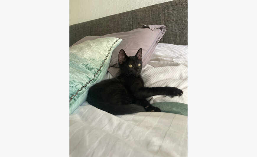 🐱 Châton à donner