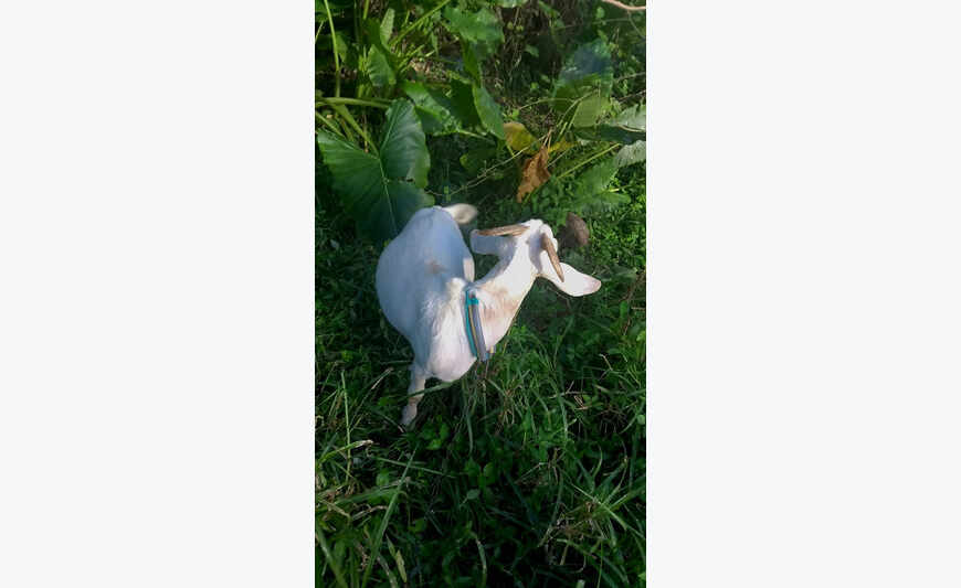 2 cabris mâle et femelle