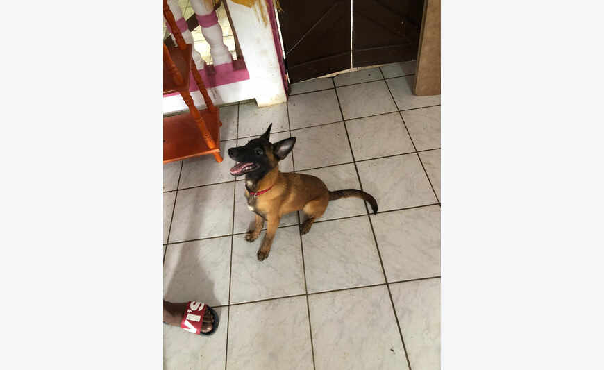 Vend chiot malinois