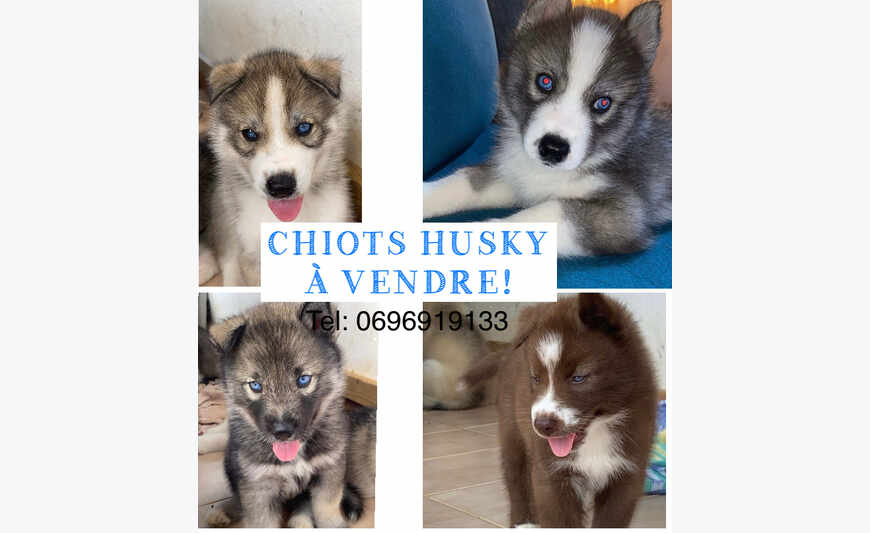 Chiots Husky
