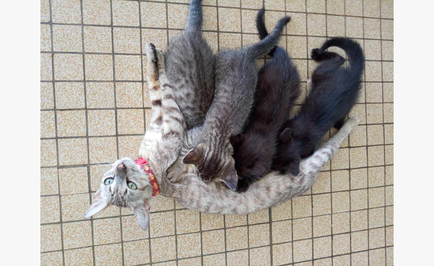 Donne chatons de 2 mois sevrés