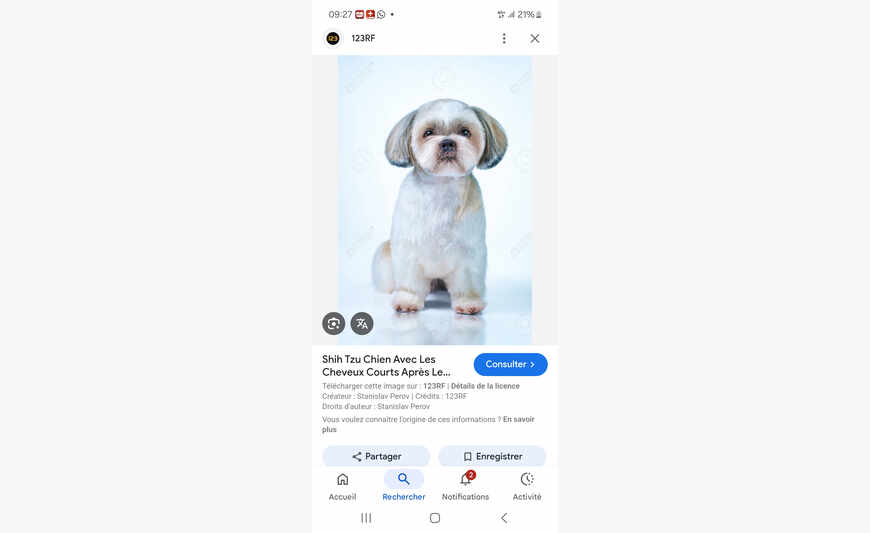 Recherche femelle shitzu