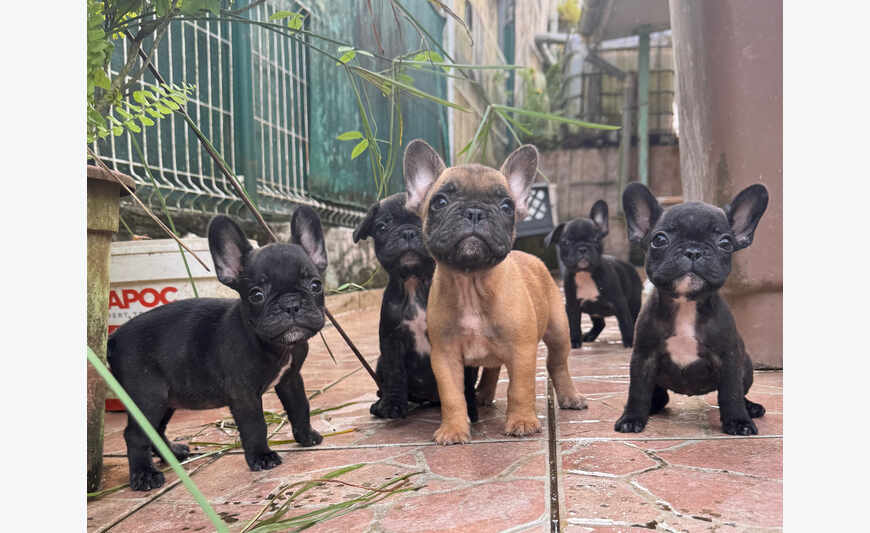 Bouledogues français