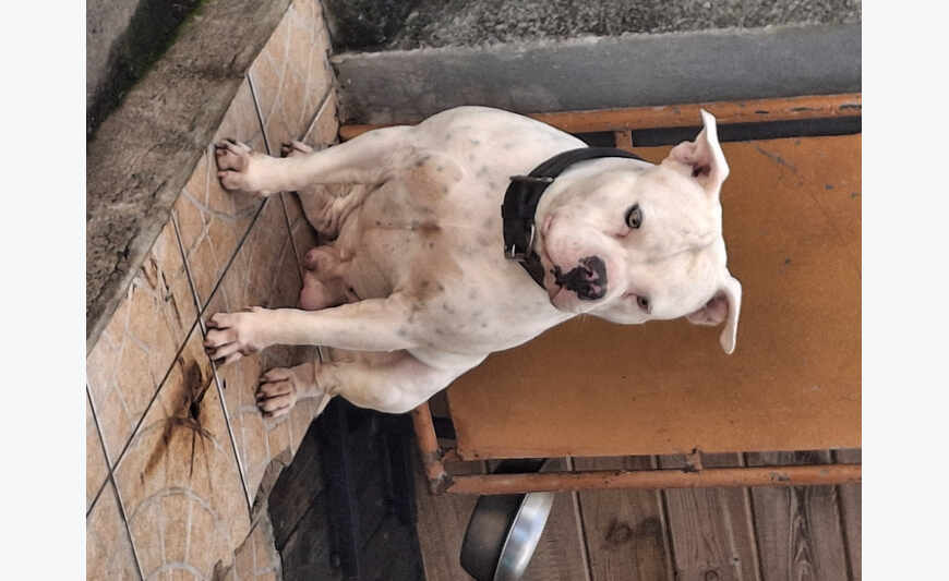 Vend chiot american bully