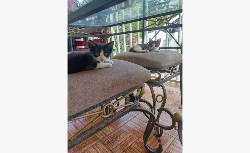 Donne chatons