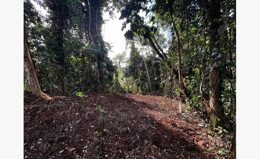 Magnifique terrain de 3 882 m² en pleine forêt tropicale en